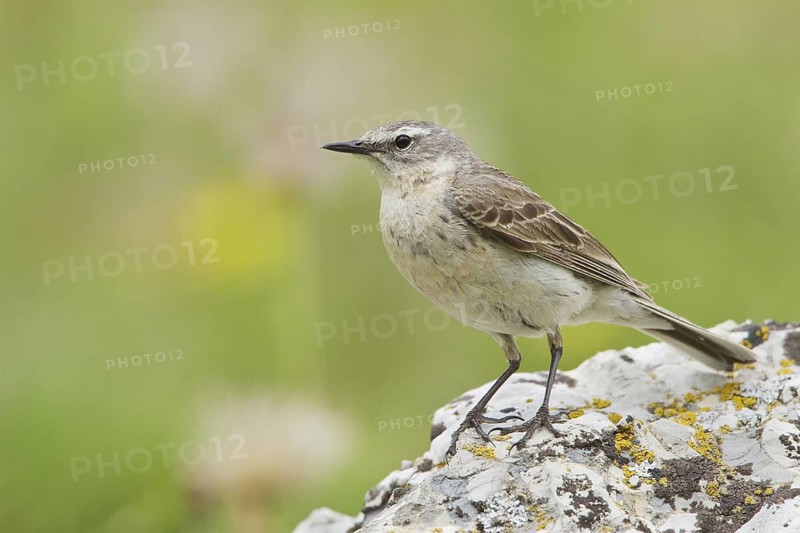 Water Pipit (Anthus spinoletta), Switzerland