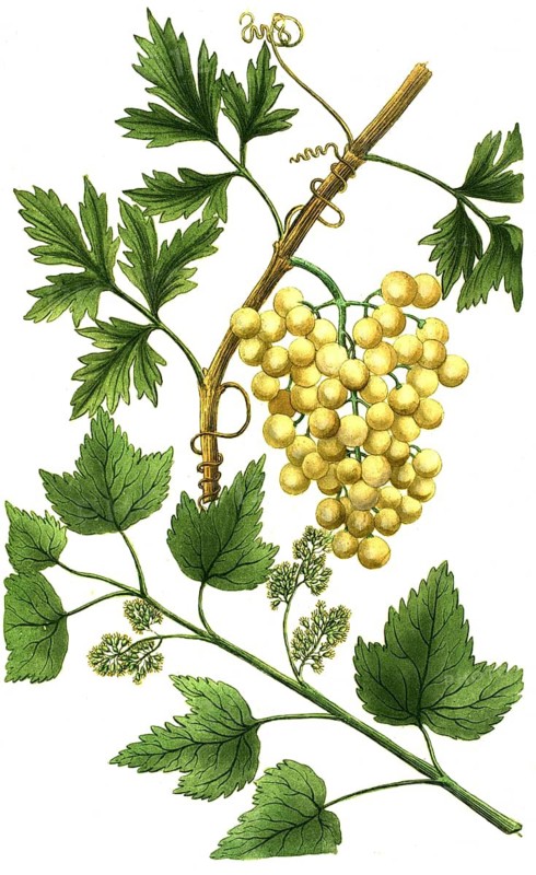 Botany, plants, white grape on stem, malvasia