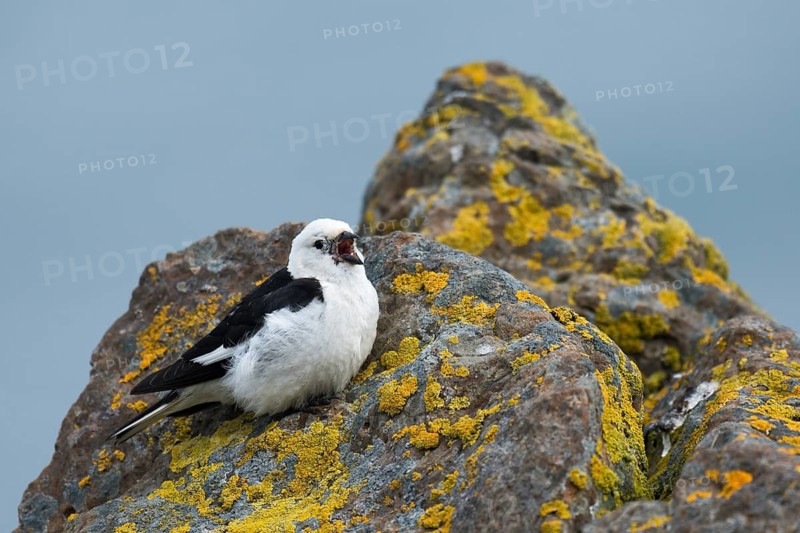 Snow Bunting (Plectrophenax nivalis insulae) male singing, perched on a stone, Iceland