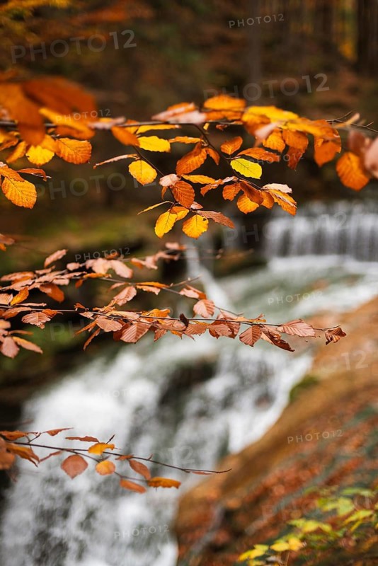 Autumn leaves on a tree with a waterfall in the background