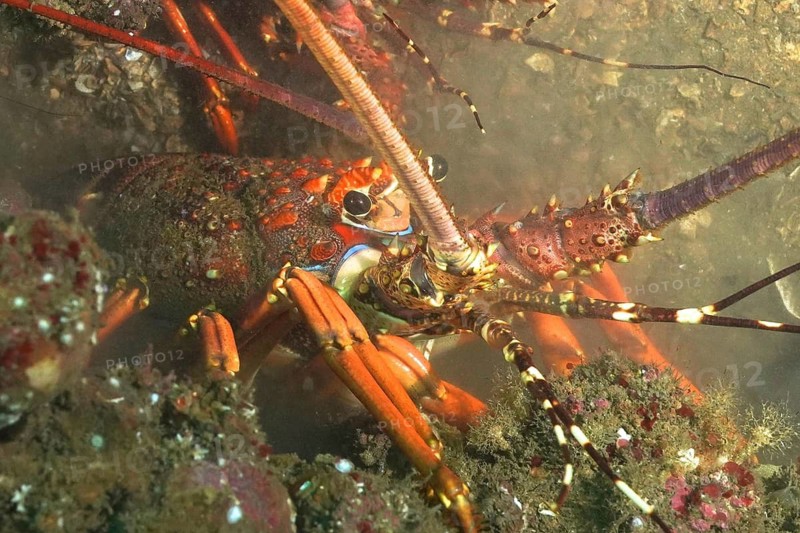 Crested langoustine (Panulirus homarus rubellus)