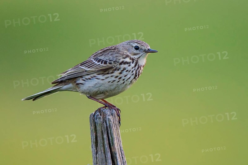 Meadow Pipit (Anthus pratensis) perched on pale, North Rhine-Westphalia, Germany