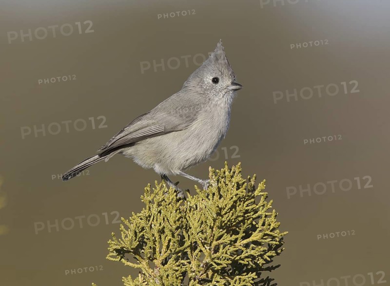 Juniper Titmouse (Baeolophus ridgwayi), New Mexico, USA