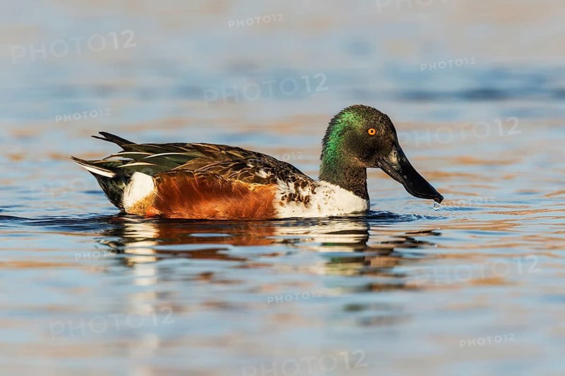 Northern Shoveler (Spatula clypeata) male, Eilat, Israel