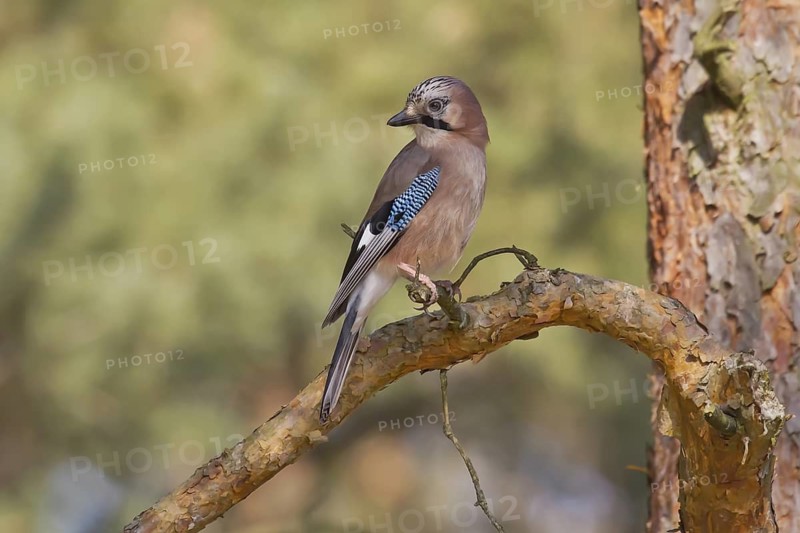 Eurasian Jay (Garrulus glandarius) perched on a branch, Bavaria, Germany