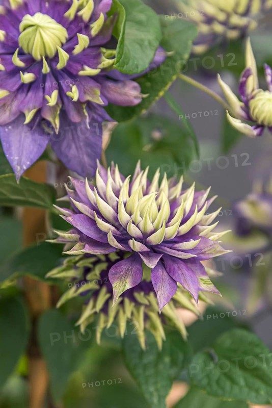 Clematis TAIGA, Plantarium 2016, Netherlands