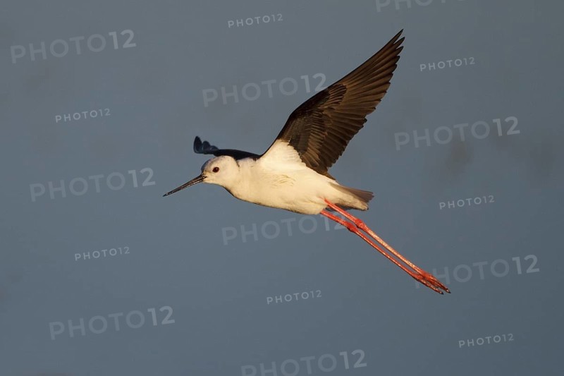 Black-winged Stilt (Himantopus himantopus) flying, Spain