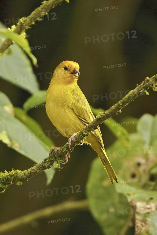 Saffron Finch (Sicalis flaveola) male, Ecuador