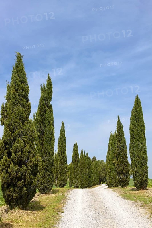 Rural path lined with tall cypress trees under a clear blue sky, Tuscany, Italy