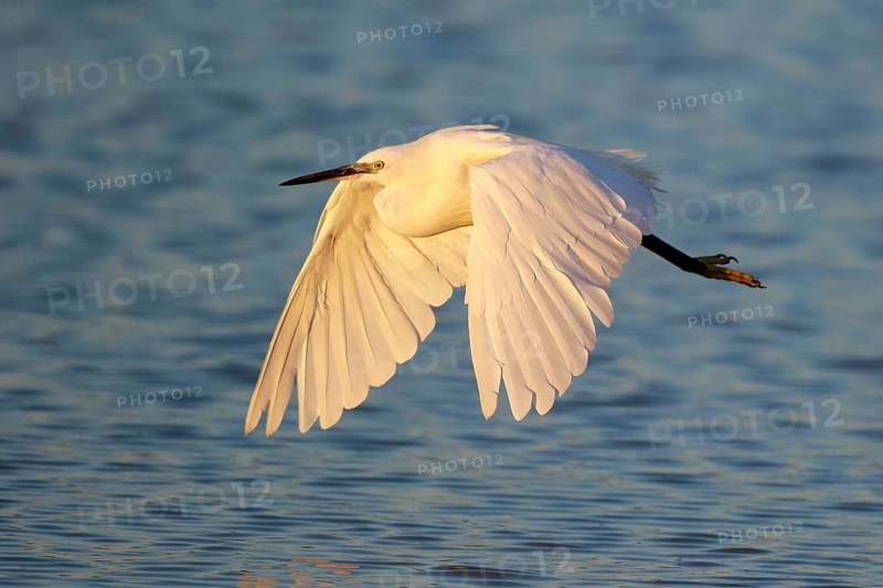 Little Egret (Egretta garzetta) flying, Lesvos, Greece