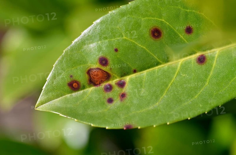 Close-up, close-up, macro shot, disease, infested, shot blight on cherry laurel (Stigmina carpophila) Stuttgart, Baden-Württemberg, Germany
