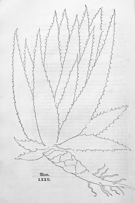 True aloe (Aloe vera), first printed illustration of an aloe, woodcut by Leonhart Fuchs, from New Kreüterbuch, neues Kräuterbuch, Michael Isingrin, Basel, Switzerland, 1543