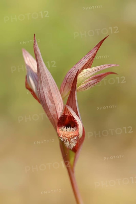 Long lipped serapias (Serapias vomeracea), Provence, South of France, France