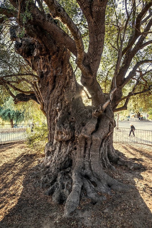 Ancient 1000-year-old olive tree, Santa Maria Navarrese, Gulf of Orosei National Park, Baunei, Nuoro, Sardinia, Italy