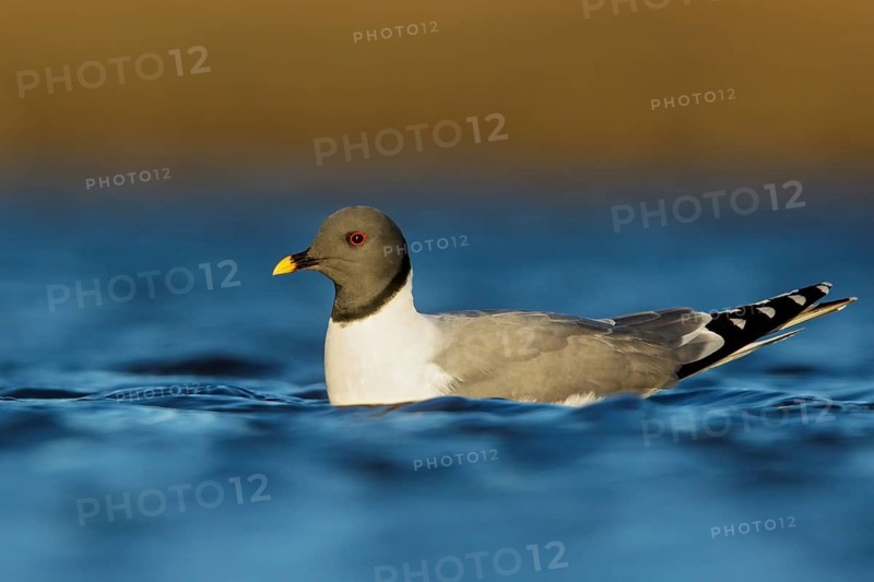 Sabine's Gull (Xema sabini) feeding along a river in Nome, Alaska