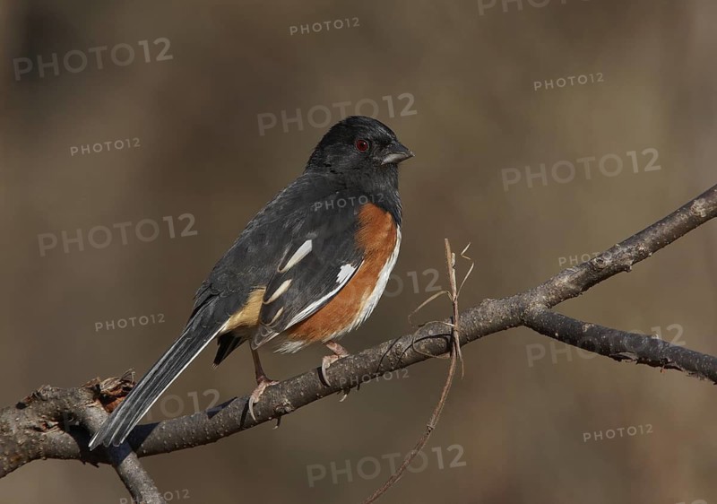 Eastern Towhee (Pipilo erythrophthalmus), Ohio, USA
