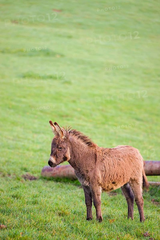 A domestic donkey, Equus (africanus) asinus stands on a green paddock