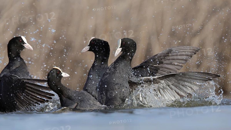 An intense scene of common coots engaging in a dramatic territorial battle at the picturesque BeleÃ±a lagoon in Spain. Splashes of water emphasize their dynamic movements