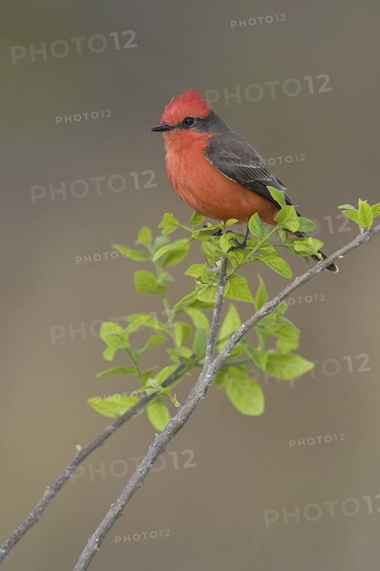 Vermilion Flycatcher (Pyrocephalus rubinus), Texas, USA