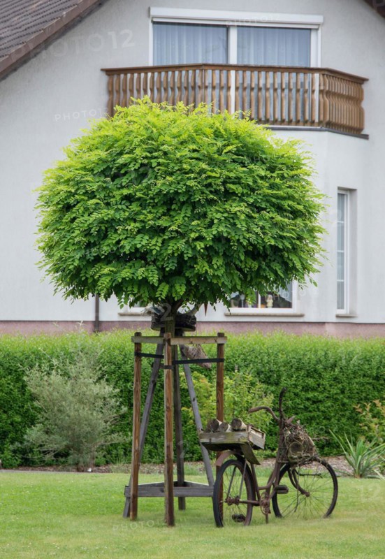 Globular Robinia (Robinia pseudoacacia 'Umbraculifera'), Germany