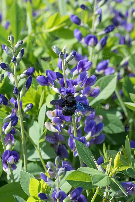 Violet carpenter bee, dyer's pod (Baptisia DECADENCE 'Blueberry Sundae'), Ihlenweg 7, Federal Republic of Germany