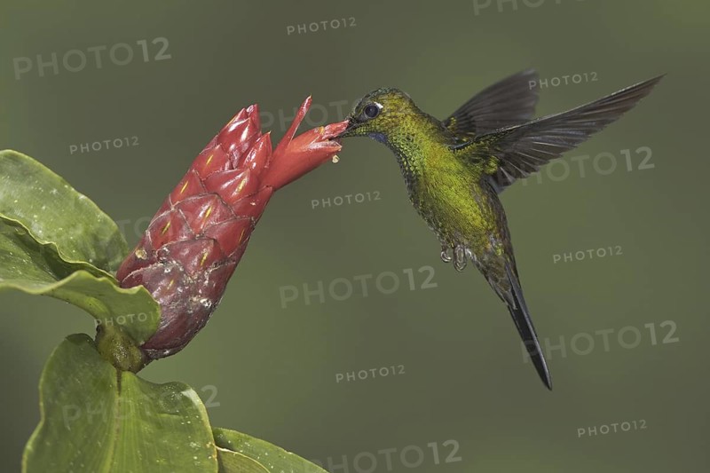 Green-crowned Brilliant (Heliodoxa jacula), Ecuador
