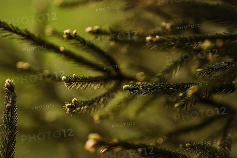 Close up of young spruce needles bathed in soft sunlight, highlighting their vibrant green color and delicate texture, set against a blurred natural background