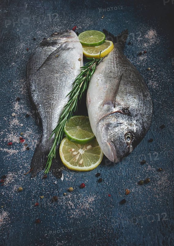 Fresh, raw dorado fish, on a dark blue background, top view, two pieces, no people