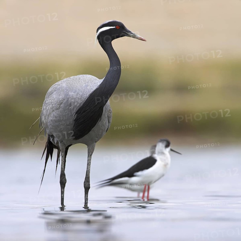 Demoiselle Crane (Grus virgo), Oman