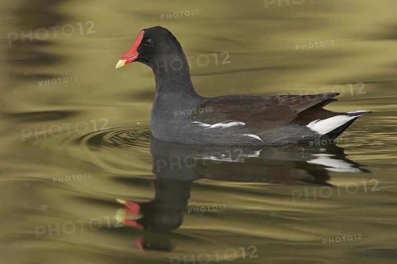 Common Moorhen (Gallinula chloropus), Arizona, USA
