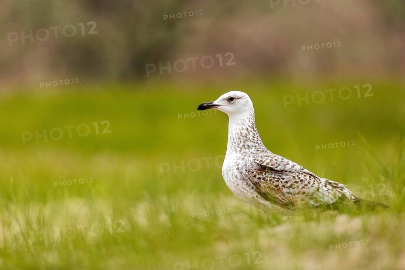 Caspian Gull (Larus cachinnans), Romania