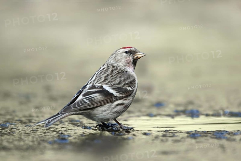 Grote barmsijs zittend op het ijs; Mealy Redpoll sitting on the ice