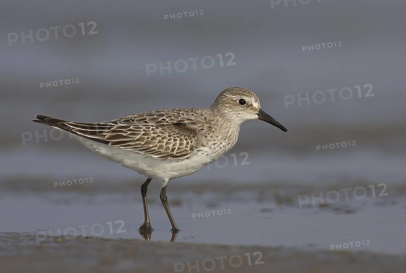 White-rumped Sandpiper (Calidris fuscicollis), Ohio, USA
