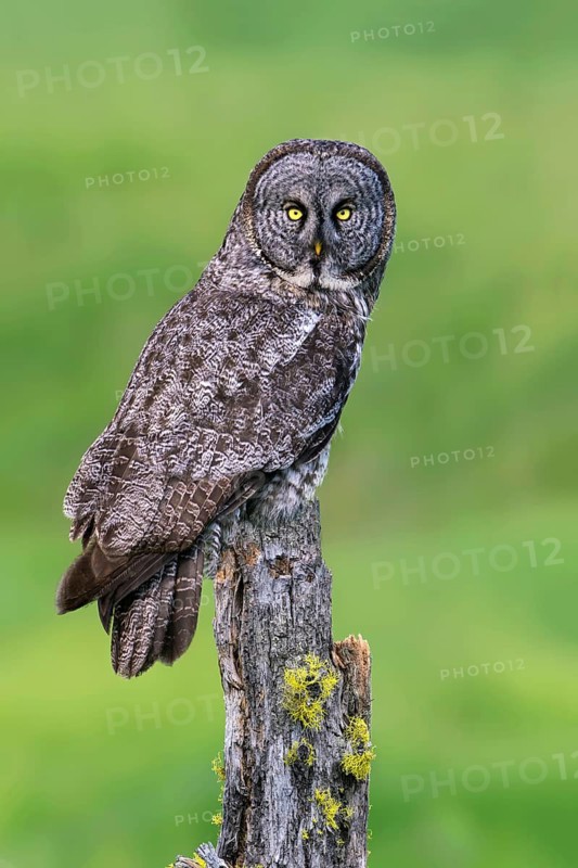 Great Grey Owl (Strix nebulosa)
