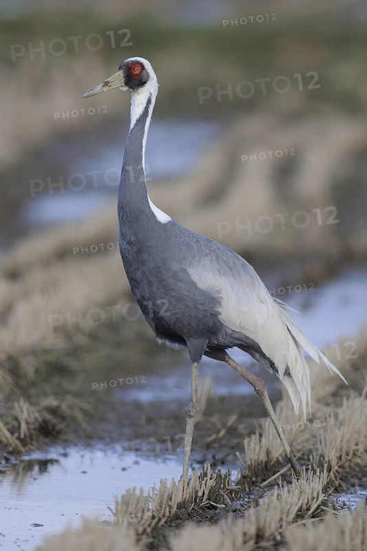 White-naped Crane (Antigone vipio), Arasaki, Japan