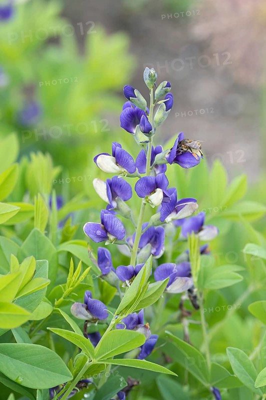 Dyer's pod (Baptisia DECADENCE 'Blueberry Sundae'), Ihlenweg 7, Federal Republic of Germany
