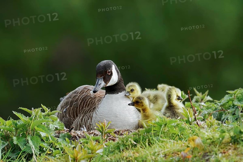 Canada goose (Branta canadensis) breeding with chicks on the nest, North Rhine-Westphalia, Germany