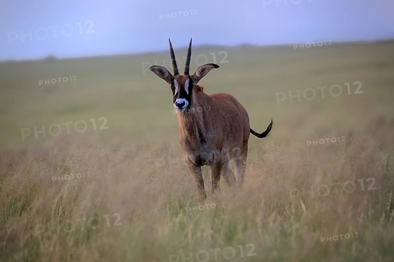 Roan antelope (Hippotragus equinus), adult, alert, Mokala National Park, Northern Cape, South Africa