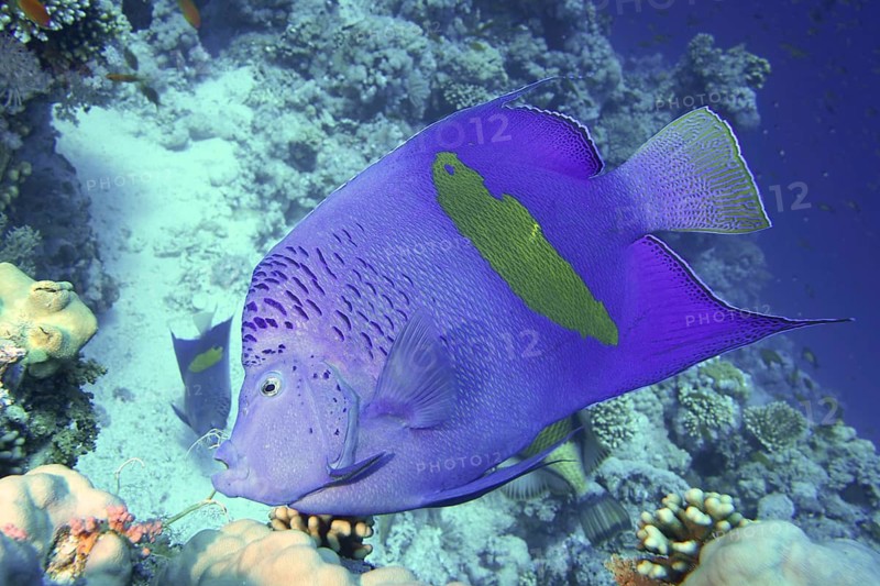 Arabian angelfish (Pomacanthus maculosus)