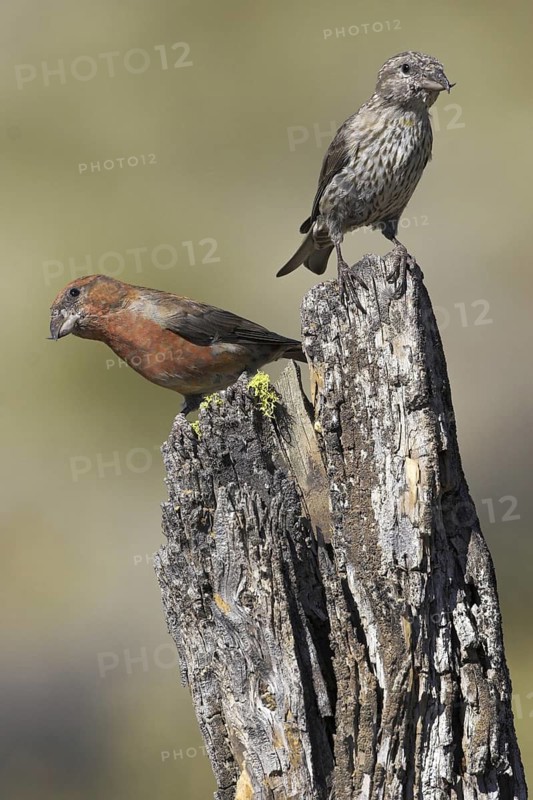 Red Crossbill (Loxia curvirostra), Oregon, USA