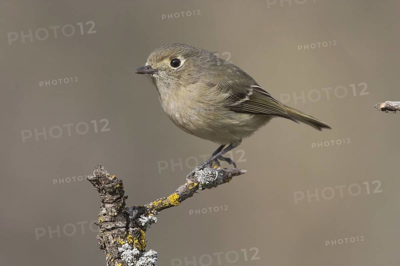 Hutton's Vireo (Vireo huttoni) male, California, USA