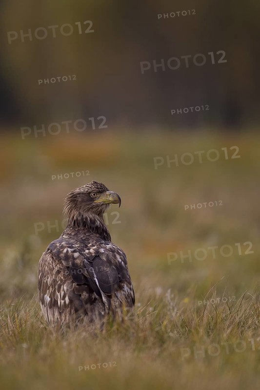 White-tailed Eagle (Haliaeetus albicilla) juvenile, Poland
