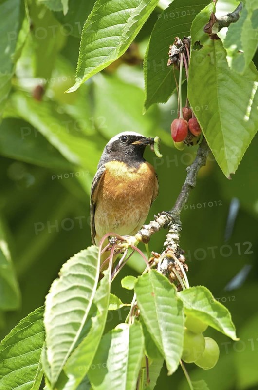 Common Redstart (Phoenicurus phoenicurus) male, Rhineland-Palatinate, Germany