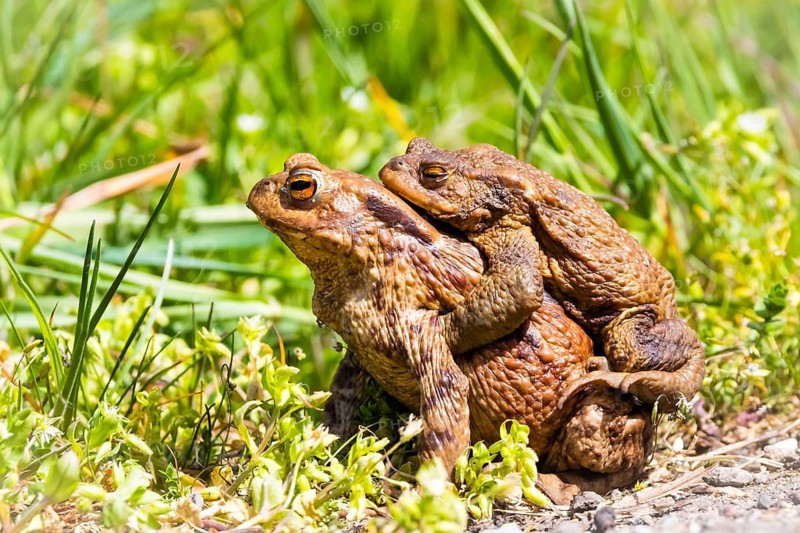 Animals, amphibians, toad, toads, common toad, common toads, (Bufi bufo), two, mating, copula, Federal Republic of Germany