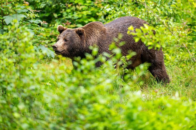 Eurasian brown bear (Ursus arctos arctos) standing between bushes, Bavarian Forest, Bavaria, Germany
