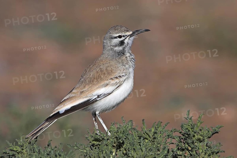 Greater Hoopoe-Lark (Alaemon alaudipes), Morocco
