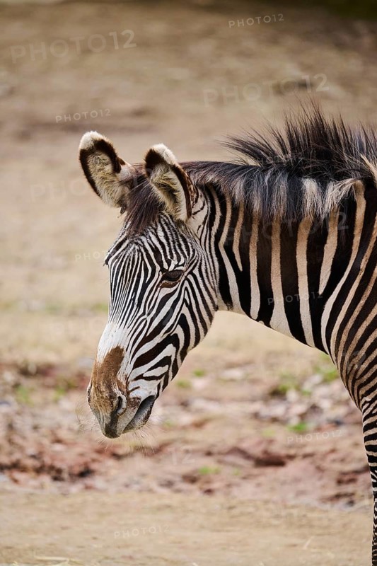Grévy's zebra (Equus grevyi), portrait, Germany
