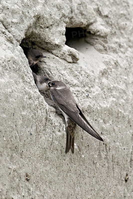 Sand martin (Riparia riparia), feeding its chicks, Reussegg nature reserve, Canton Aargau, Switzerland