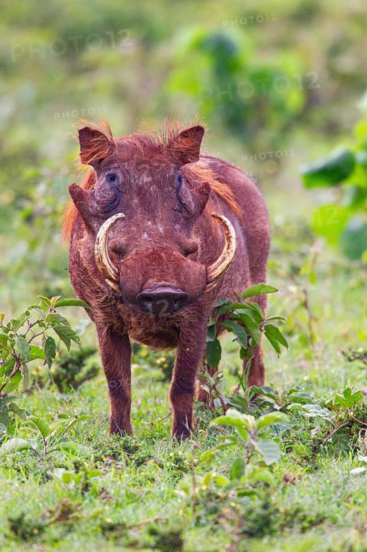 Warthog (Phacochoerus aethiopicus) Aberdare National Park Kenya