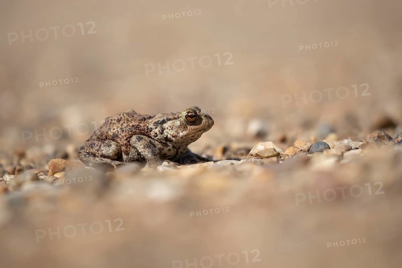 Common toad (Bufo bufo) adult amphibian on a shingle path, England, United Kingdom